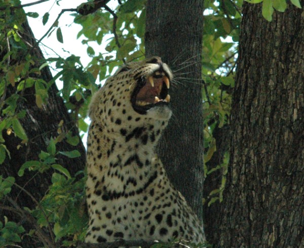 leopard